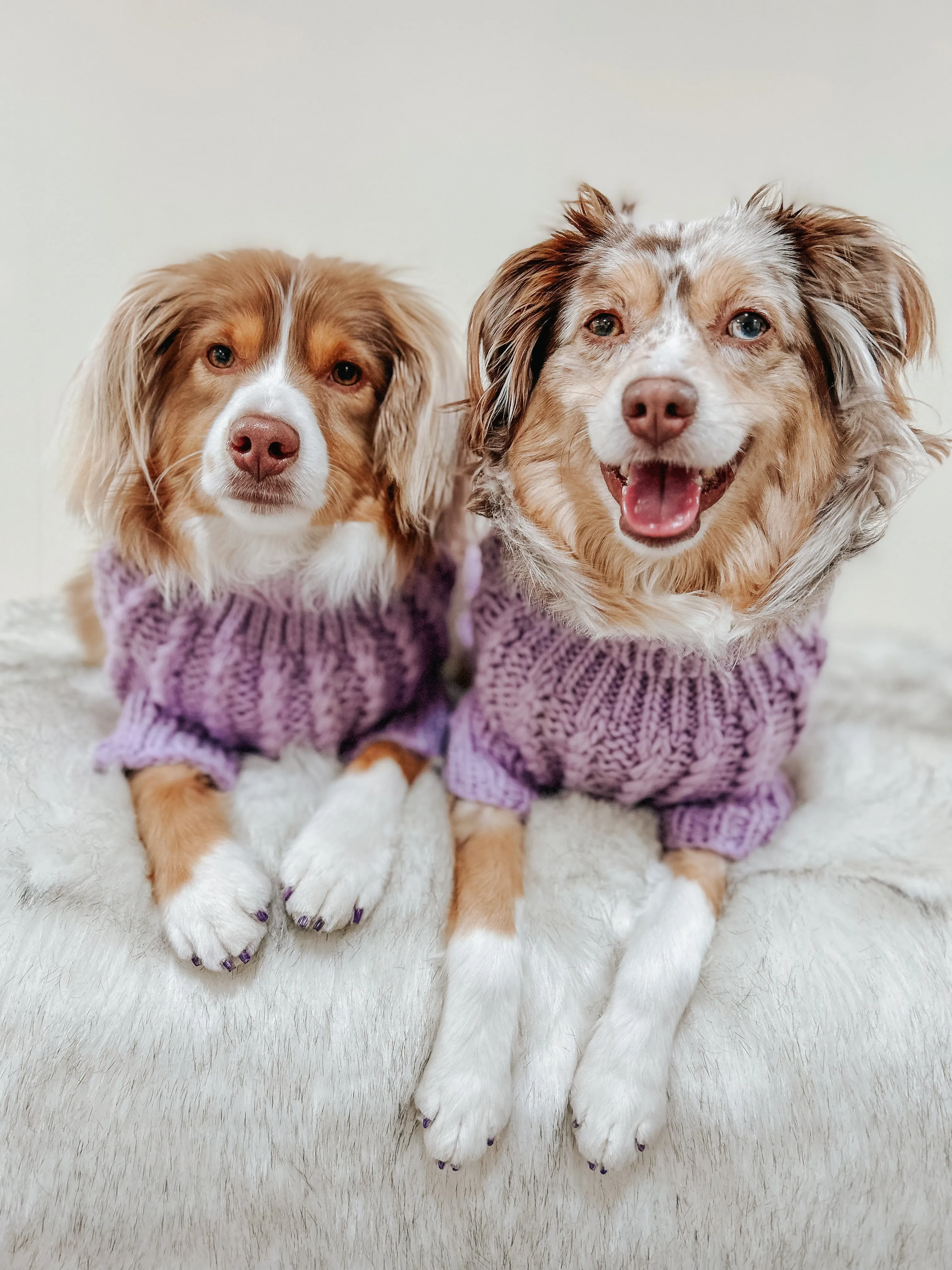 Dog Cable Knit Sweater - Lavender